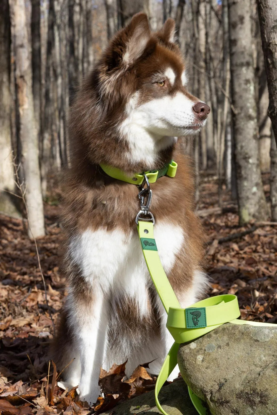 Mossy Pine Waterproof Leash Leash Aria the Fox