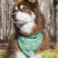 Pine Cone Pup Bandana & Matching Keychain bandana Aria the Fox
