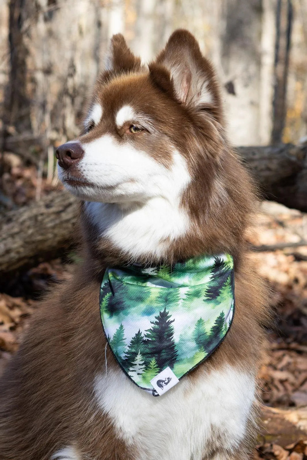 Evergreen Explorer Dog Bandana & Matching Keychain bandana Aria the Fox