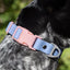 Blue Sky Orchid Waterproof Dog Collar Periwinkle Light Pink Collar Aria the Fox