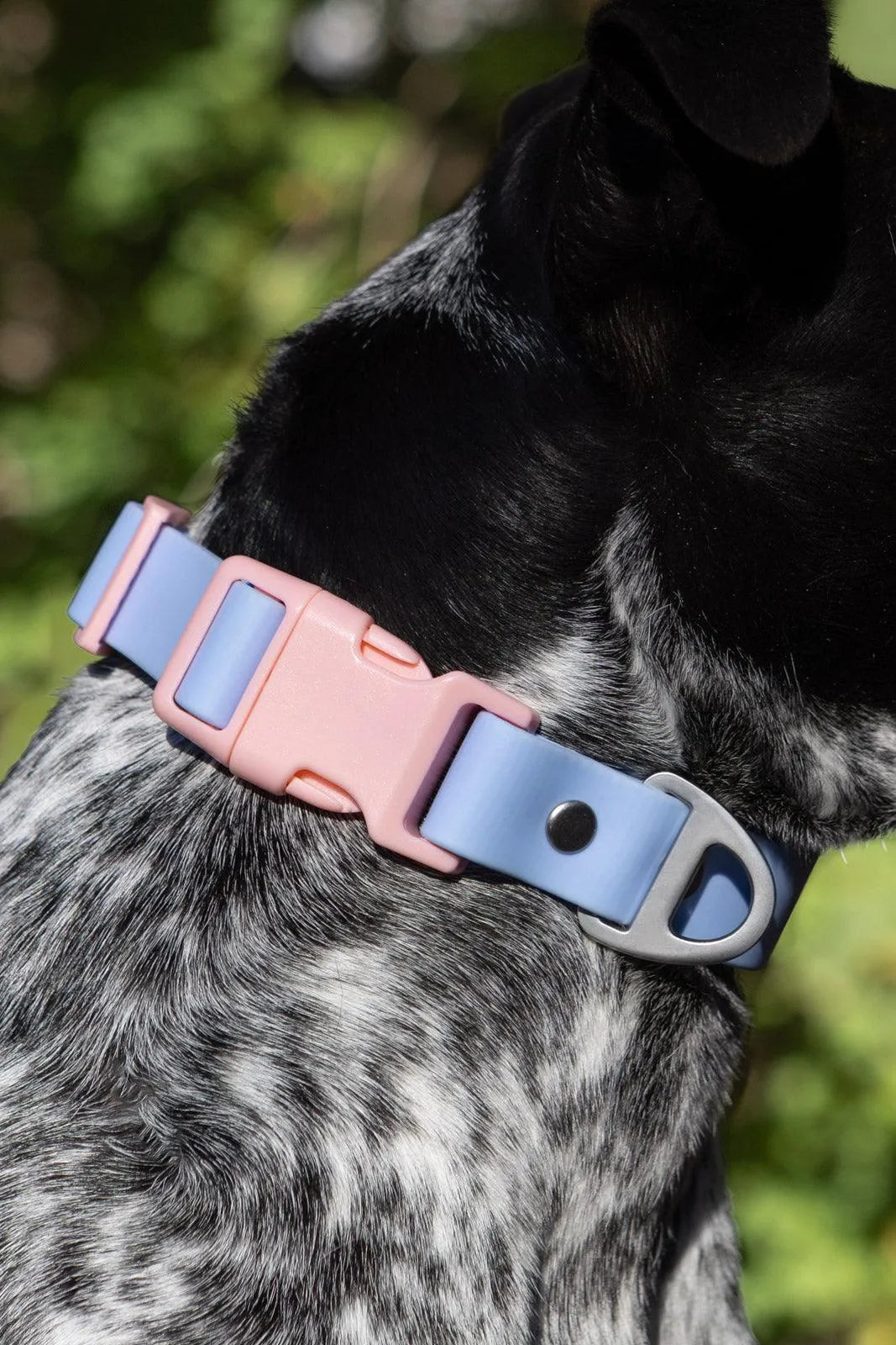 Blue Sky Orchid Waterproof Dog Collar Periwinkle Light Pink Collar Aria the Fox