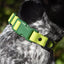 Mossy Pine Waterproof Dog Collar Collar Aria the Fox
