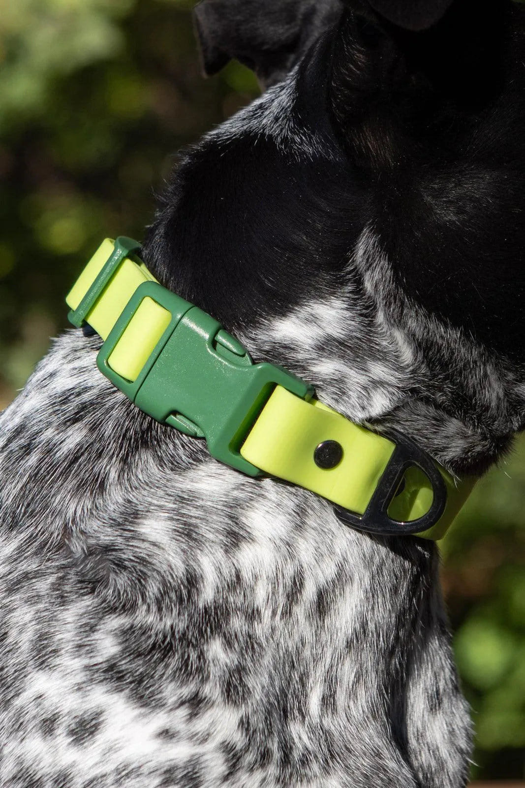 Mossy Pine Waterproof Dog Collar Collar Aria the Fox