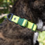 Mossy Pine Waterproof Dog Collar Collar Aria the Fox