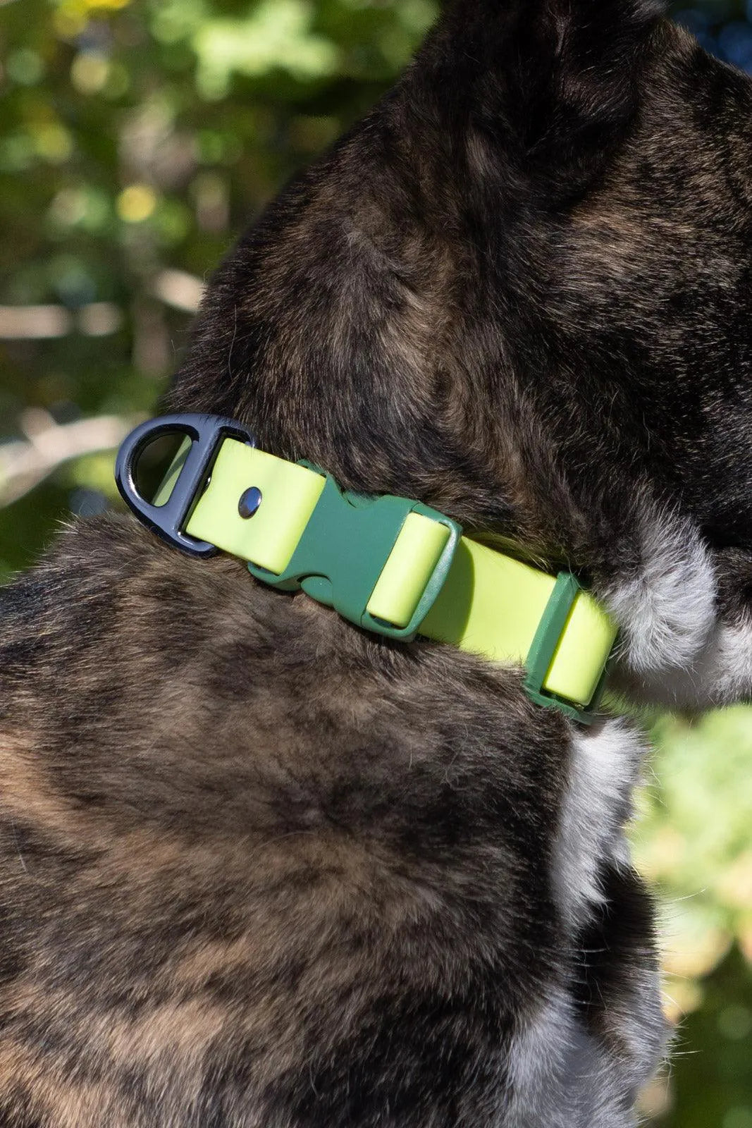 Mossy Pine Waterproof Dog Collar Collar Aria the Fox