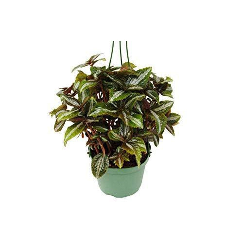 Pilea 'Bronze' 6" Pot Indoor Plants House Plant Shop