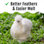GrubFuel - Black Soldier Fly Larvae for chickens Buff Clucks