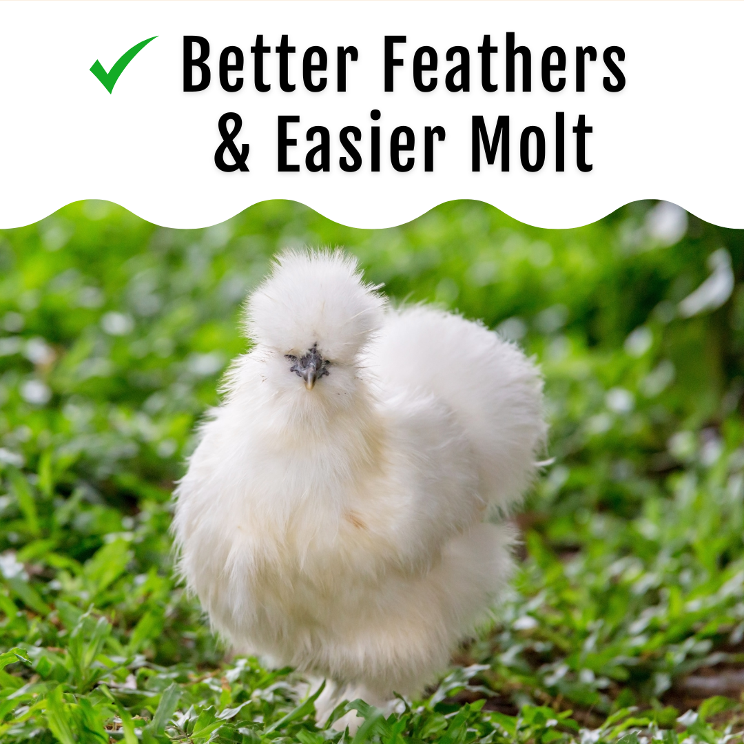 GrubFuel - Black Soldier Fly Larvae for chickens Buff Clucks