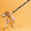 Reflective Nylon Dog Leash Dog Leashes Dogline