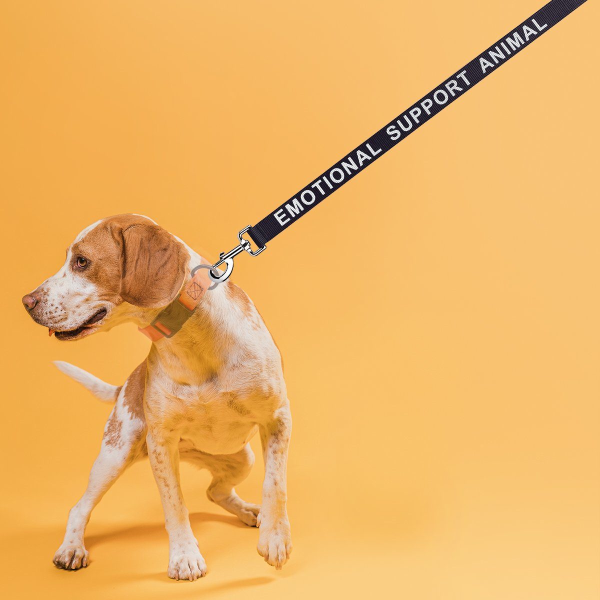 Reflective Nylon Dog Leash Dog Leashes Dogline
