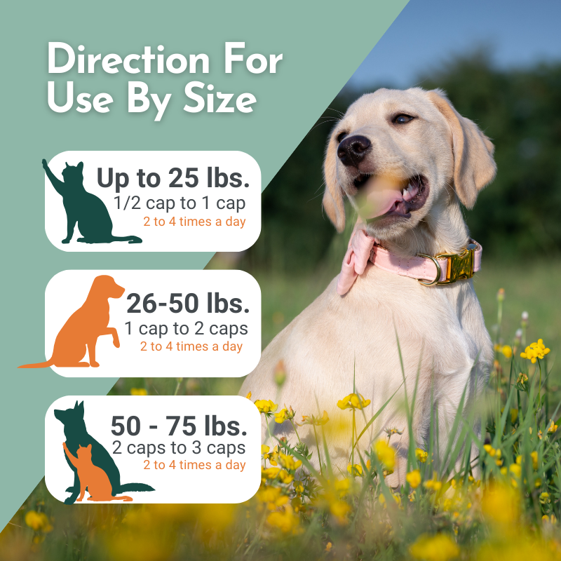 Hista Paws – with Quercetin for Dogs and Cats Vitamins & Supplements Dr. Ruth Roberts