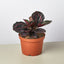 Calathea 'Dottie' 6" Pot Nursery Pot Indoor Plants House Plant Shop