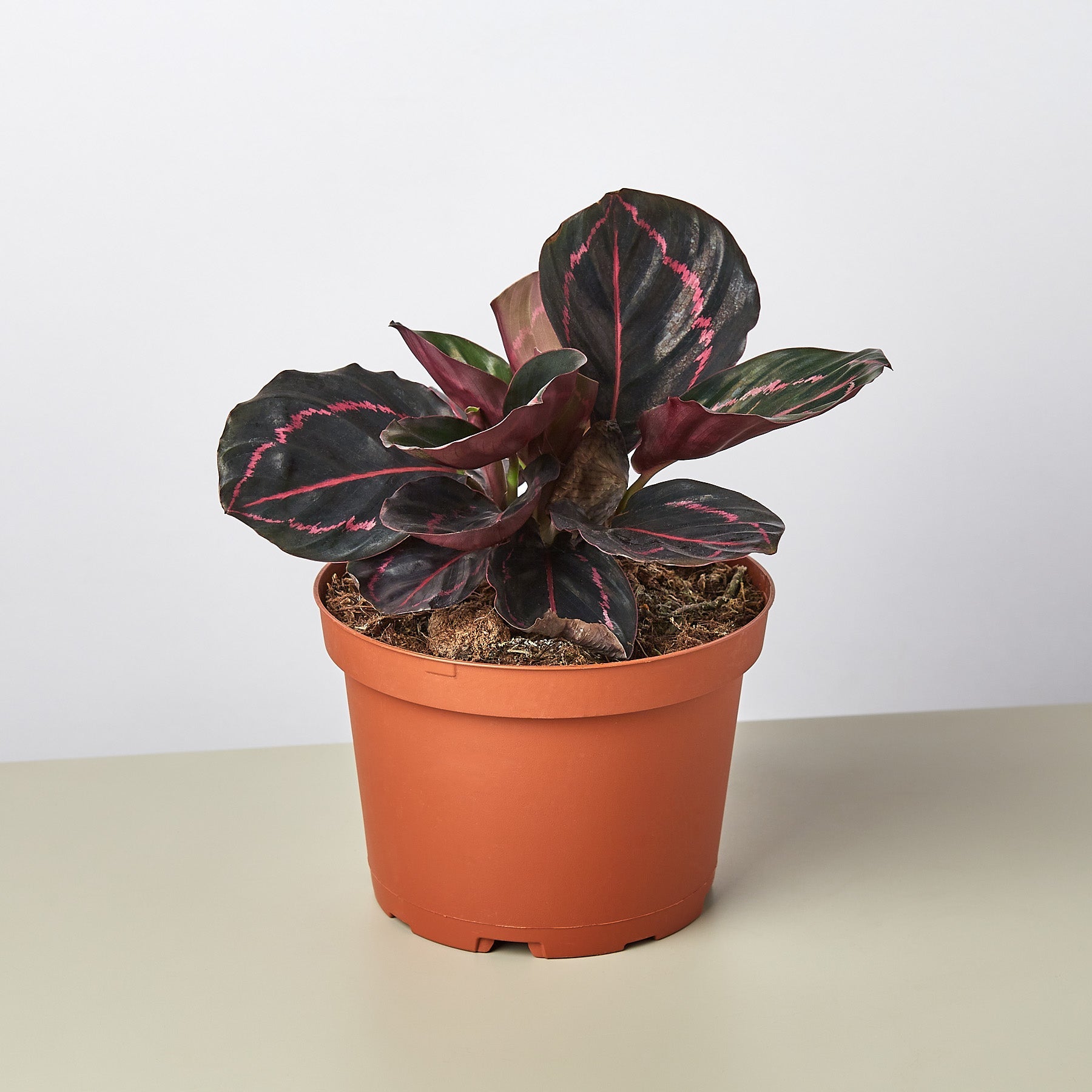 Calathea 'Dottie' 6" Pot Nursery Pot Indoor Plants House Plant Shop