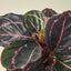 Calathea 'Dottie' Indoor Plants House Plant Shop