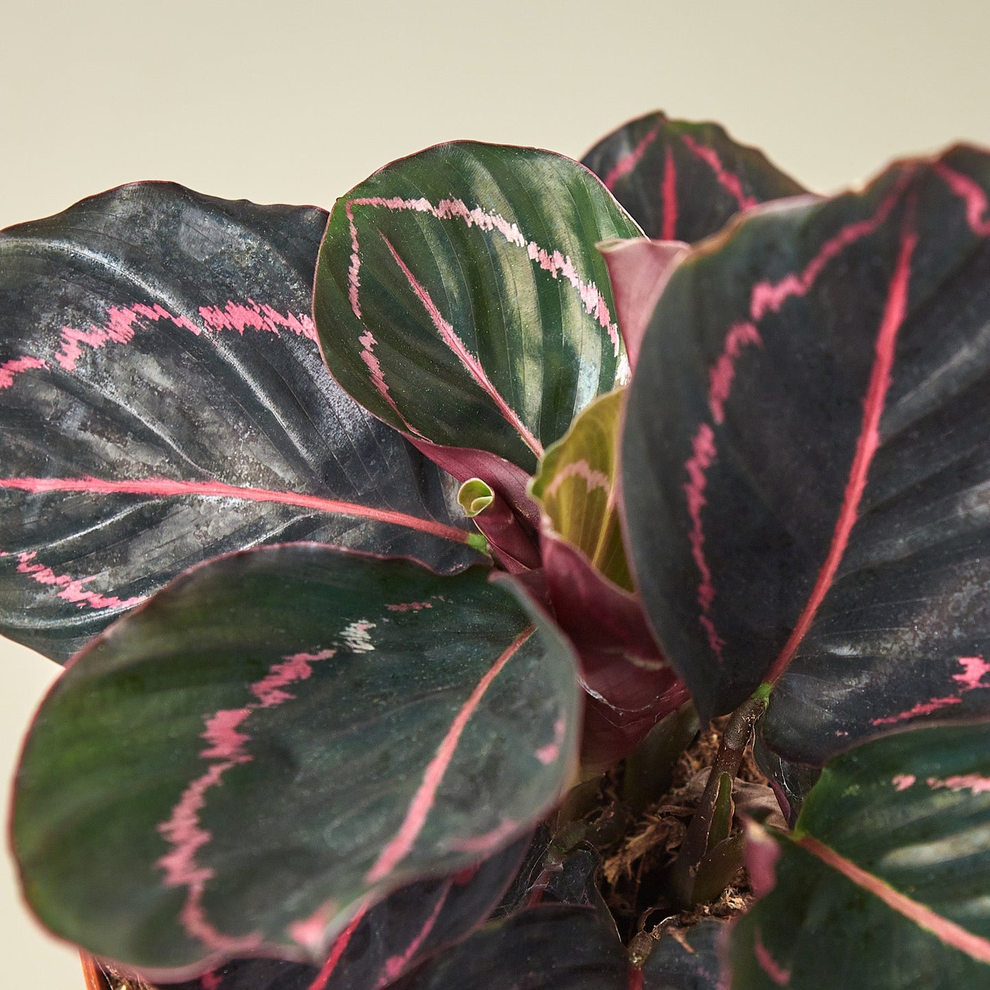 Calathea 'Dottie' Indoor Plants House Plant Shop