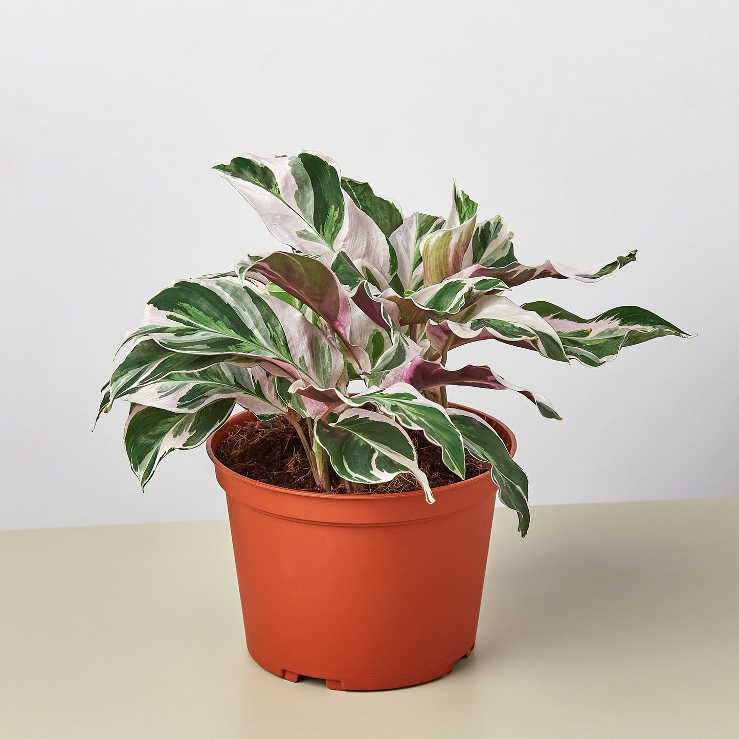 Calathea 'White Fusion' 6" Pot Nursery Pot Indoor Plants House Plant Shop
