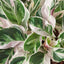 Calathea 'White Fusion' Indoor Plants House Plant Shop