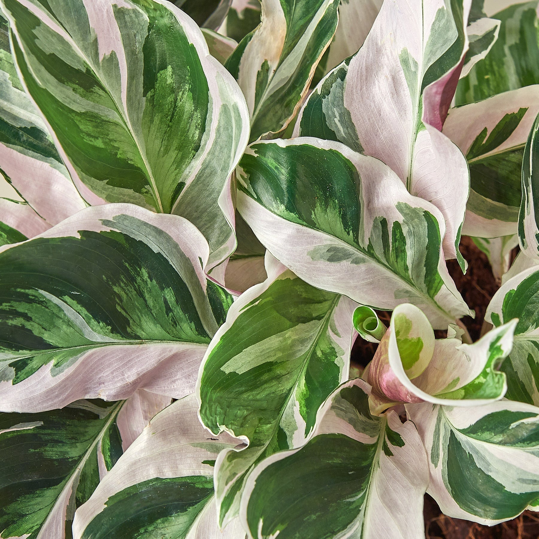 Calathea 'White Fusion' Indoor Plants House Plant Shop