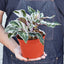 Calathea 'White Fusion' Indoor Plants House Plant Shop