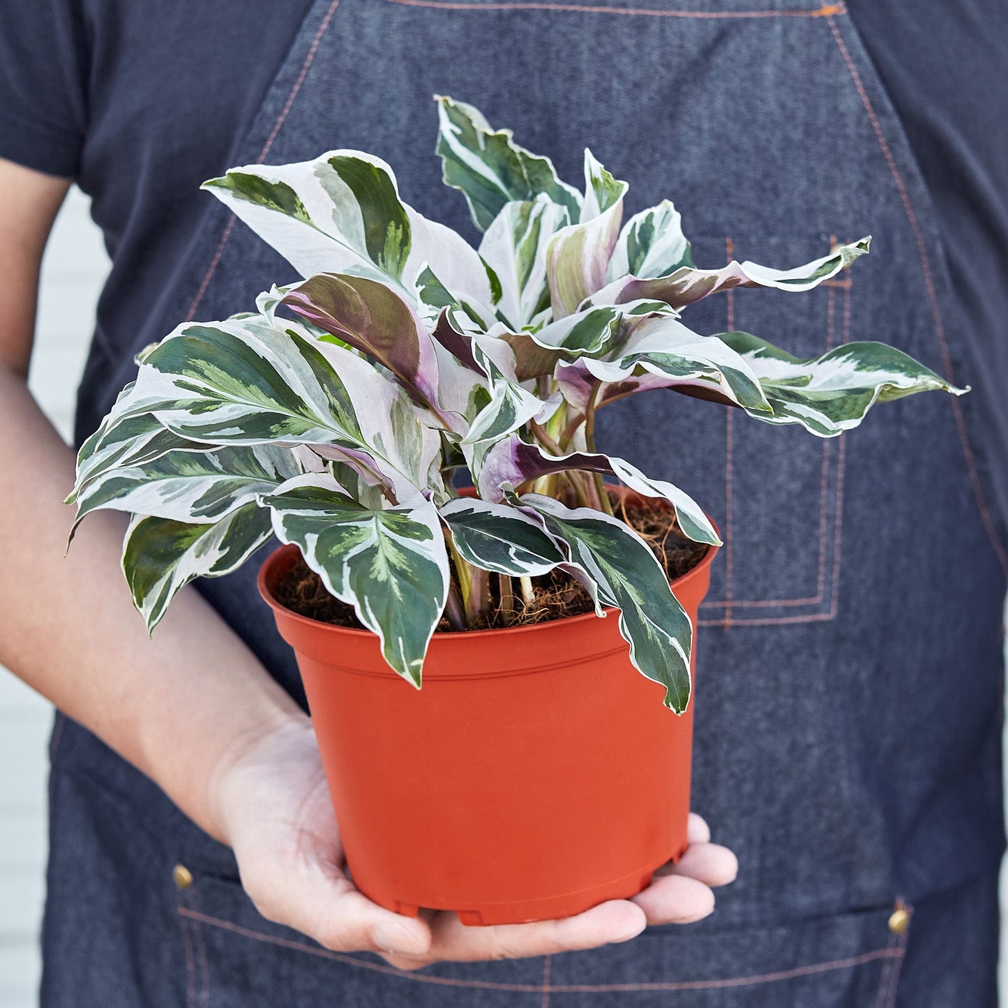 Calathea 'White Fusion' Indoor Plants House Plant Shop