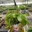 Carnivorous 'Monkey Cup' Plant 6" Pot Indoor Plants House Plant Shop