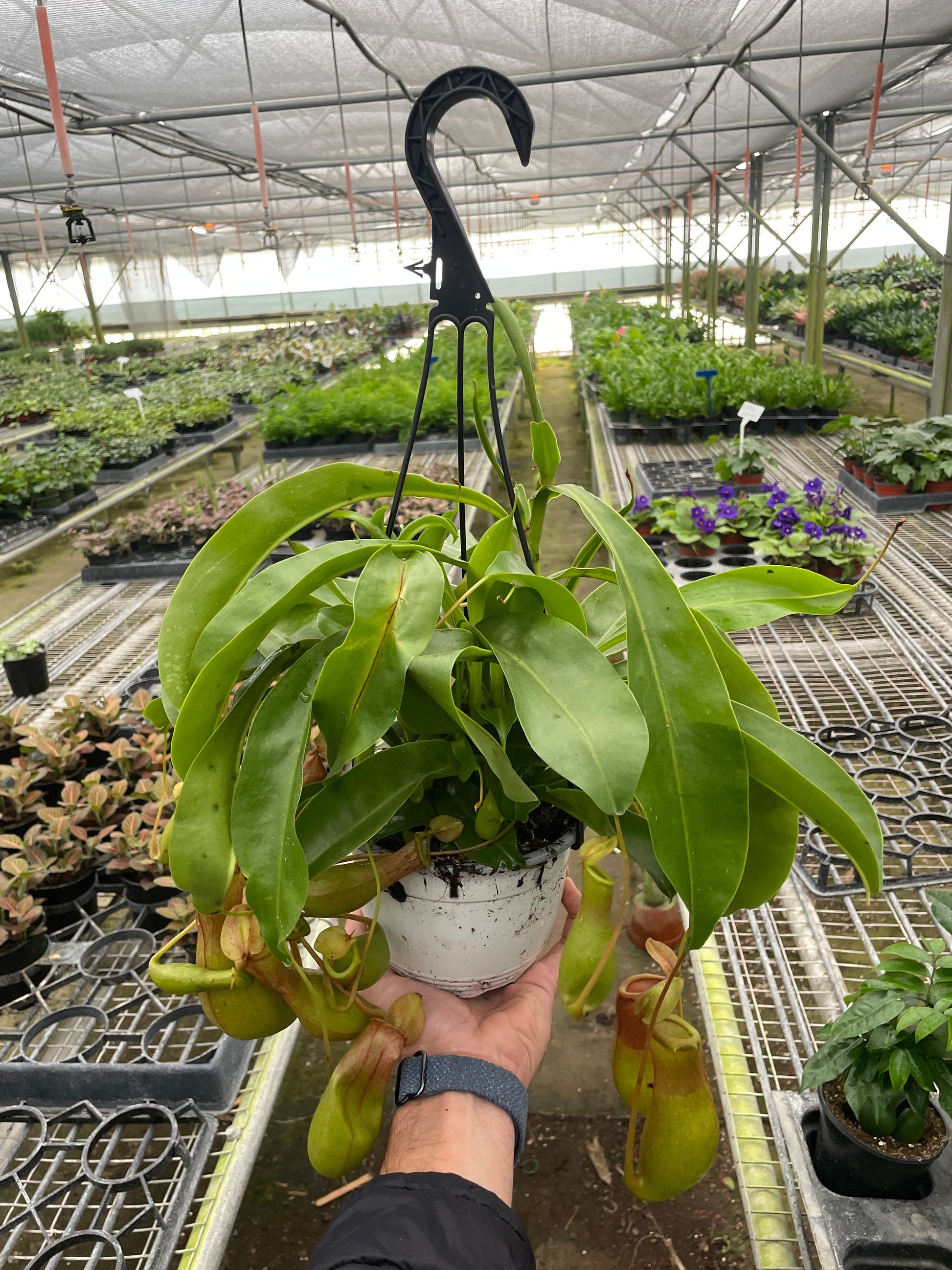 Carnivorous 'Monkey Cup' Plant 6" Pot Indoor Plants House Plant Shop