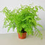 Maidenhair Fern 6" Pot Nursery Pot Indoor Plants House Plant Shop