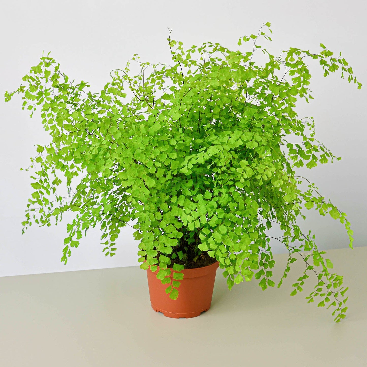 Maidenhair Fern 6" Pot Nursery Pot Indoor Plants House Plant Shop