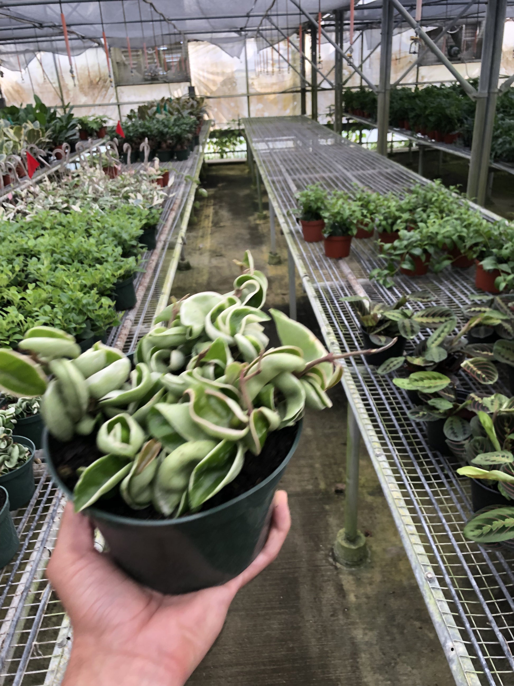 Hoya 'Rope Plant' Variegated 6" Pot Nursery Pot Indoor Plants House Plant Shop