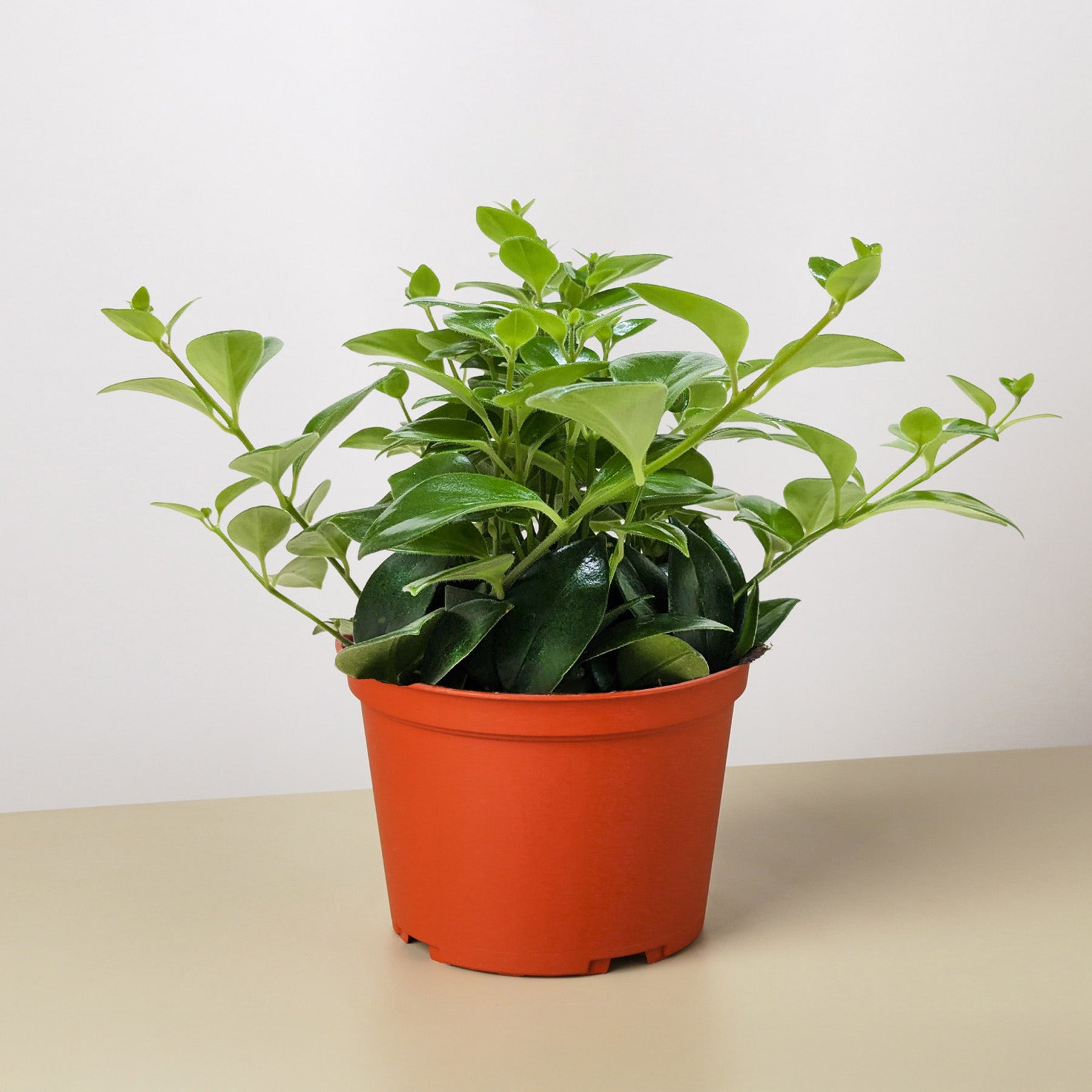 Lipstick Plant 6" Pot Indoor Plants House Plant Shop