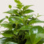 Lipstick Plant Indoor Plants House Plant Shop