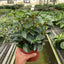 Nematanthus Black Goldfish Plant Indoor Plants House Plant Shop