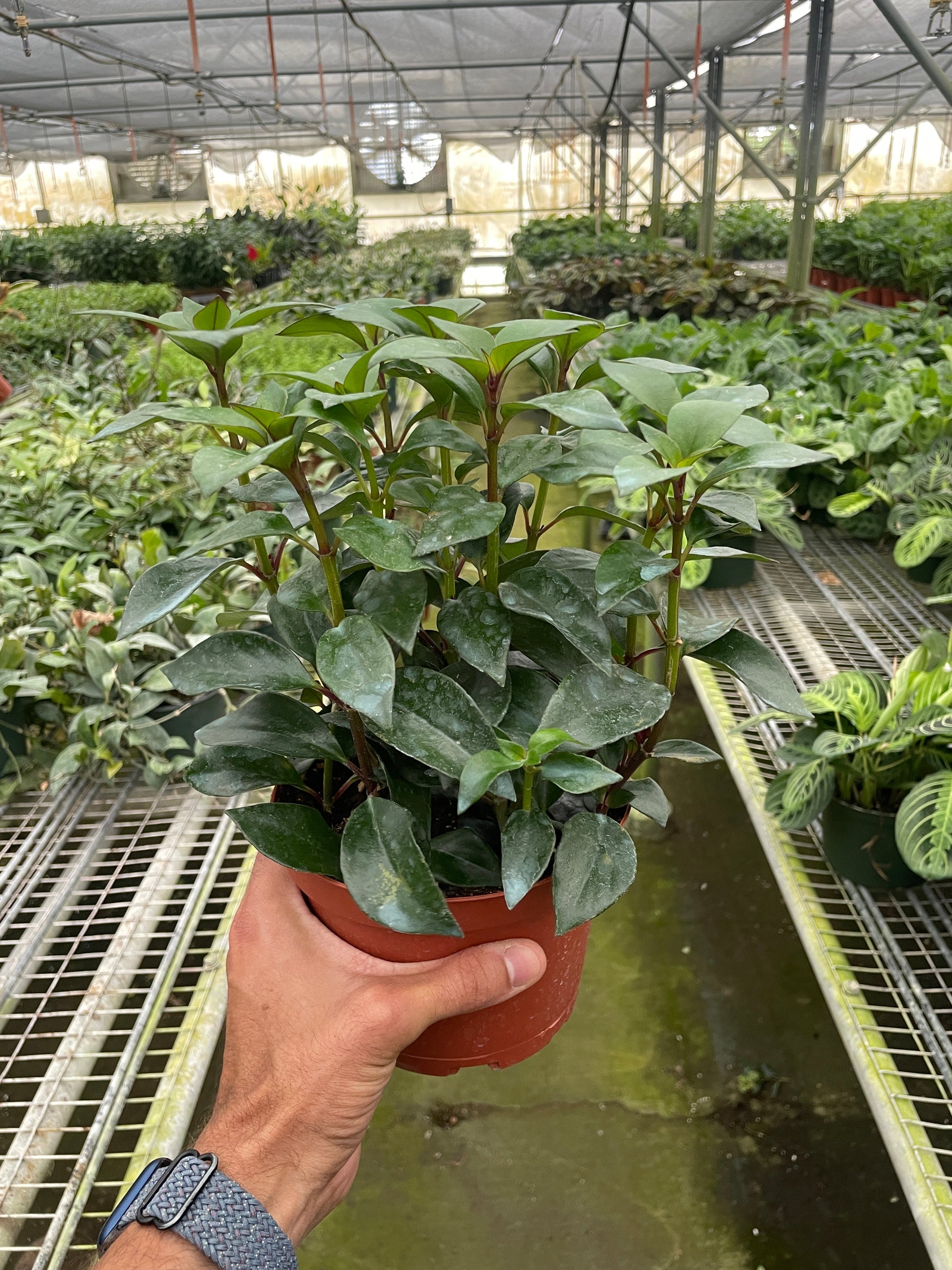 Nematanthus Black Goldfish Plant Indoor Plants House Plant Shop