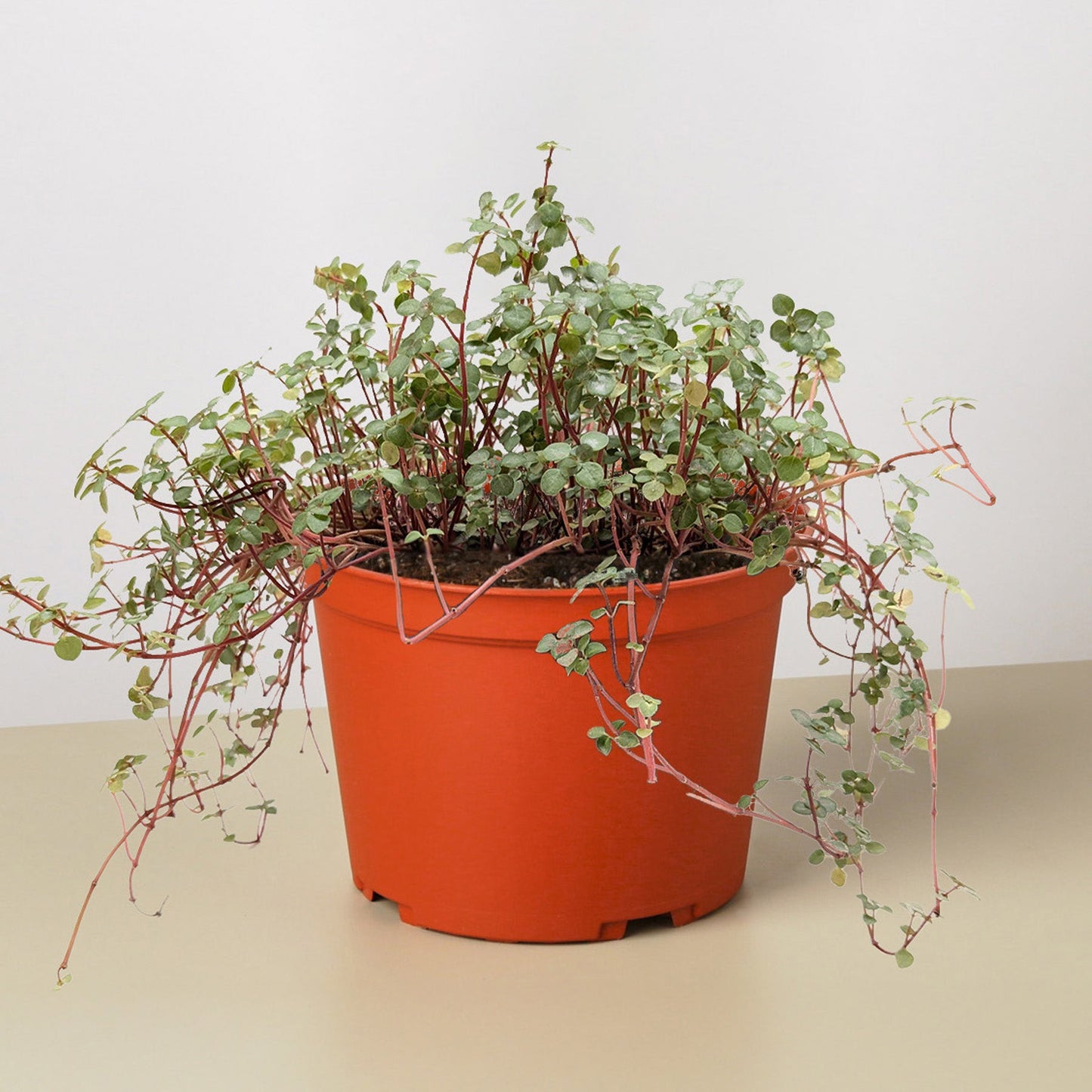 Nettle 'Silver Sparkle' 6" Pot Indoor Plants House Plant Shop