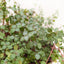 Nettle 'Silver Sparkle' Indoor Plants House Plant Shop