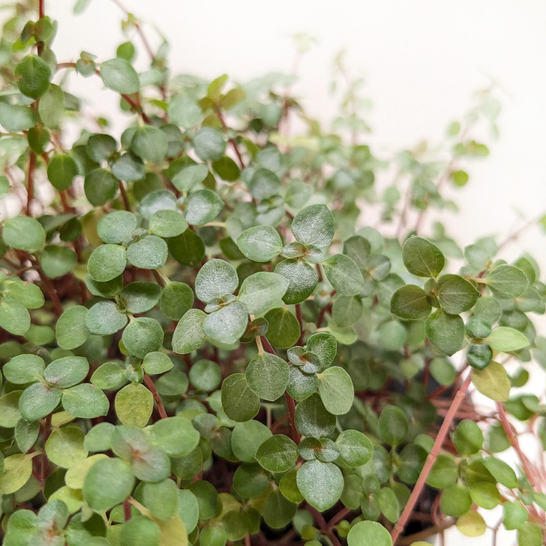 Nettle 'Silver Sparkle' Indoor Plants House Plant Shop