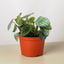 Peperomia 'Watermelon' 6" Pot Terra Cotta Eco Pot Indoor Plants House Plant Shop