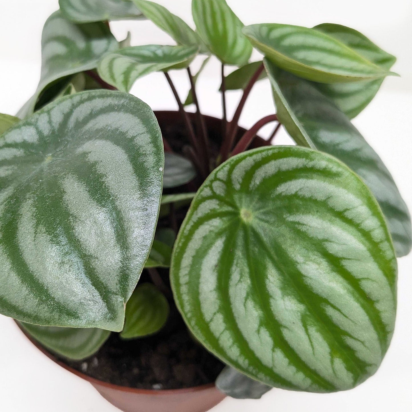 Peperomia 'Watermelon' Indoor Plants House Plant Shop