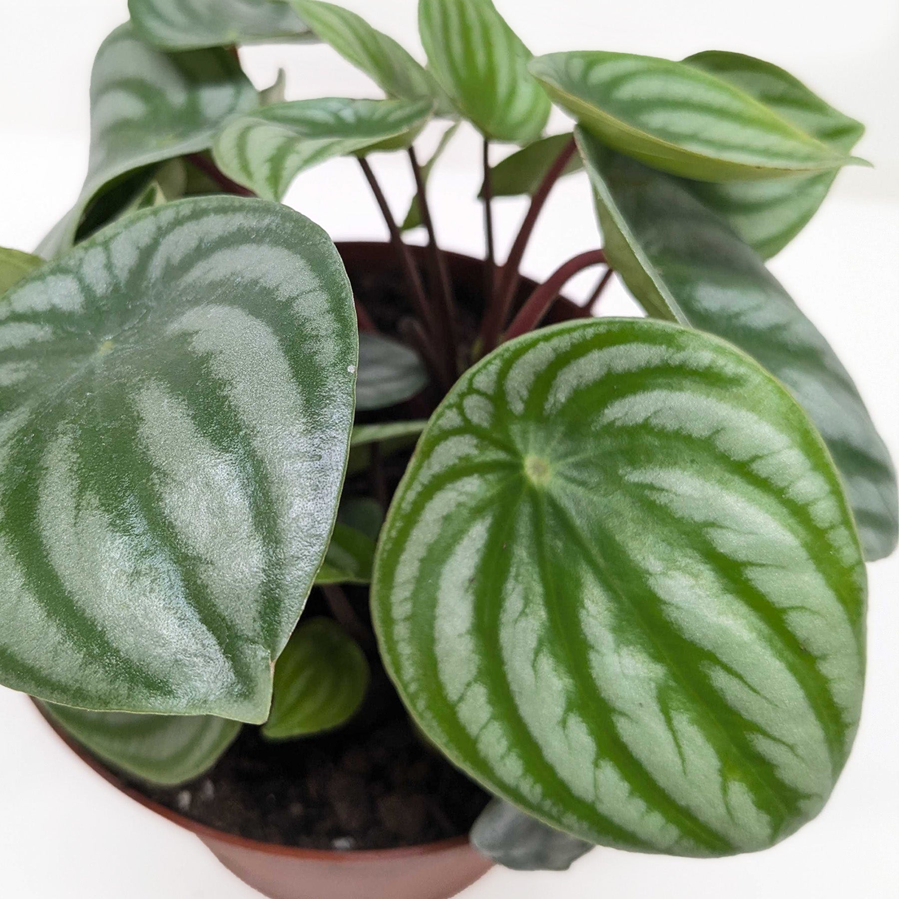 Peperomia 'Watermelon' Indoor Plants House Plant Shop