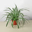 Spider Plant 'Reverse' 6" Pot Nursery Pot Indoor Plants House Plant Shop
