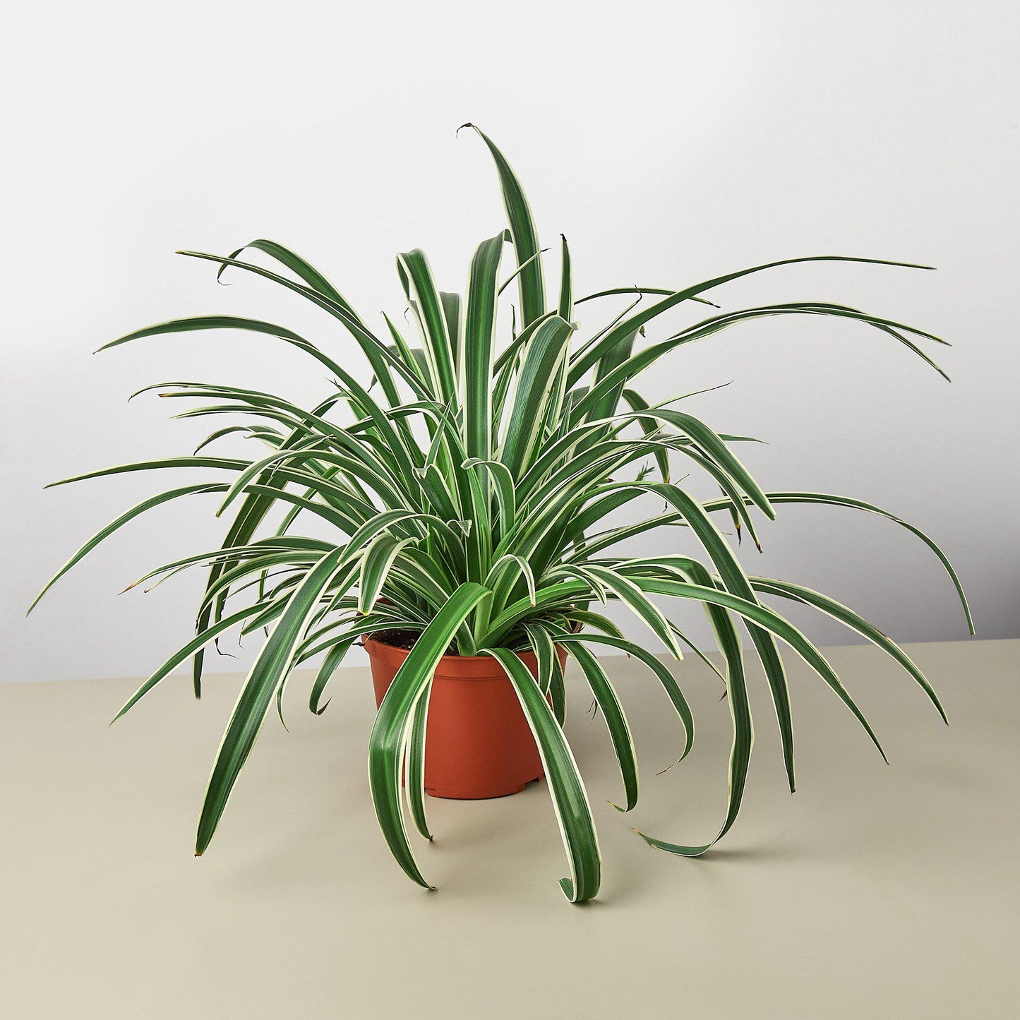 Spider Plant 'Reverse' 6" Pot Nursery Pot Indoor Plants House Plant Shop