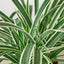 Spider Plant 'Reverse' Indoor Plants House Plant Shop