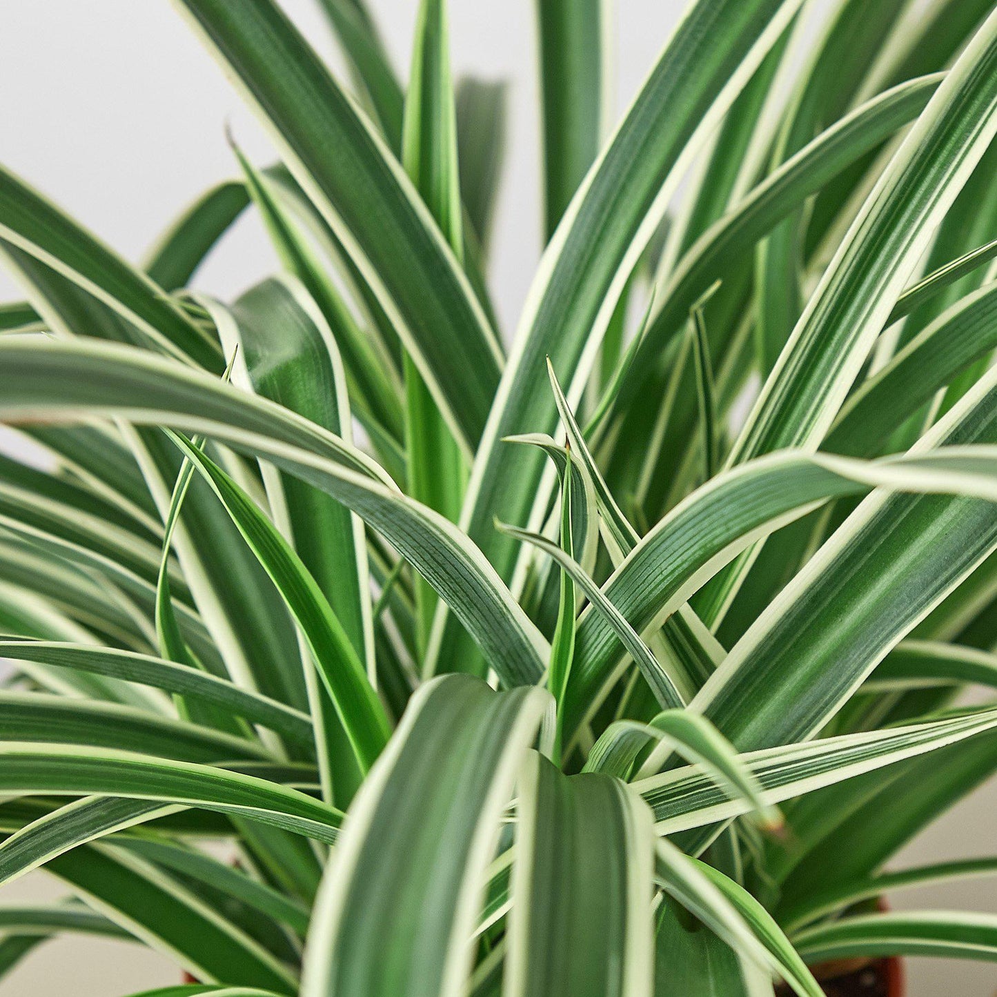 Spider Plant 'Reverse' Indoor Plants House Plant Shop