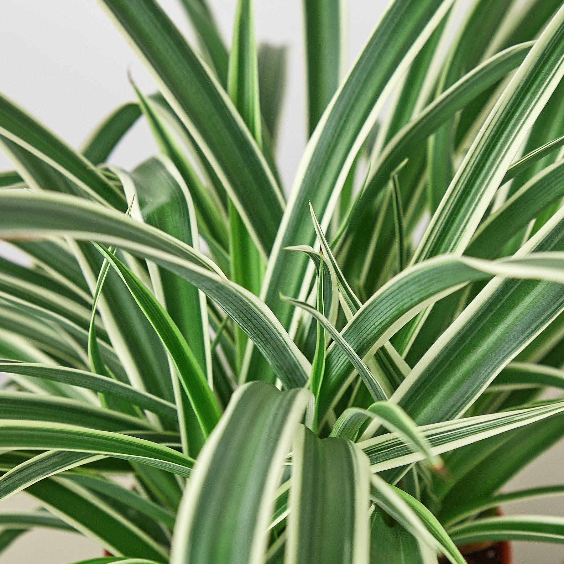 Spider Plant 'Reverse' Indoor Plants House Plant Shop