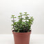 Succulent 'Elephant Bush' Succulent House Plant Shop
