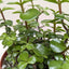 Succulent 'Elephant Bush' Succulent House Plant Shop