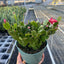 Zygocactus 'Christmas Cactus' 6" Pot Red House Plant Shop