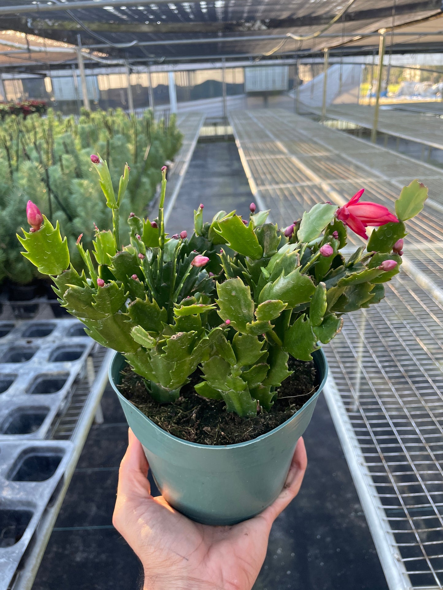 Zygocactus 'Christmas Cactus' 6" Pot Red House Plant Shop