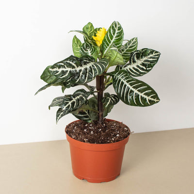 Zebra 'Aphelandra' Indoor Plants House Plant Shop