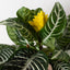 Zebra 'Aphelandra' Indoor Plants House Plant Shop